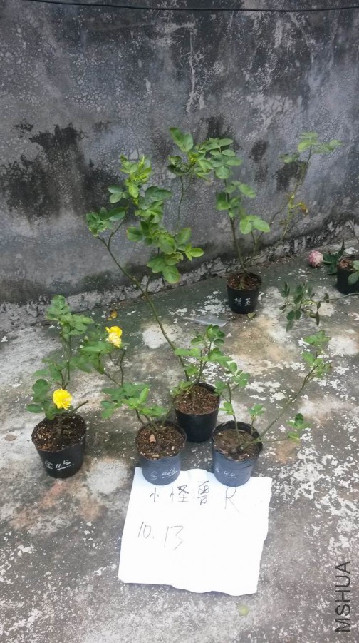 ������С ��ת 20171013_122833.jpg