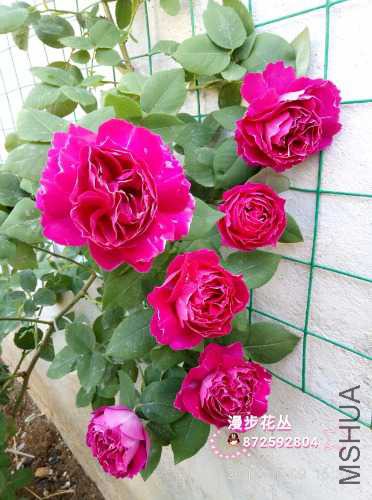 wssy_1494318868302.jpg