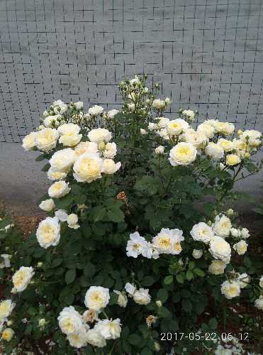 IMG20170522061229.jpg