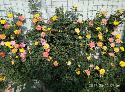 IMG20170512075647.jpg