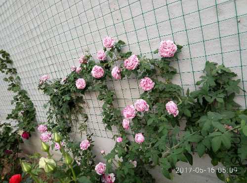 IMG20170516050857.jpg