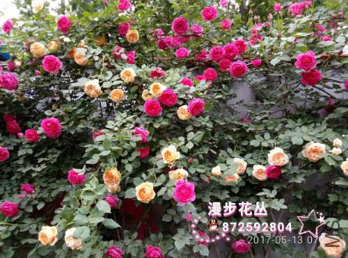 wssy_1494632203696.jpg
