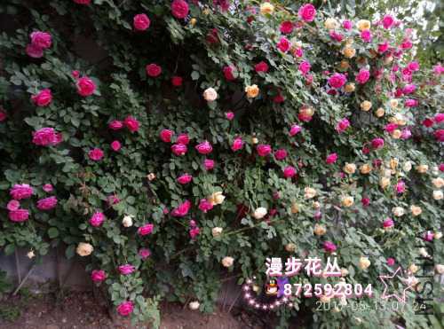 wssy_1494632204707.jpg