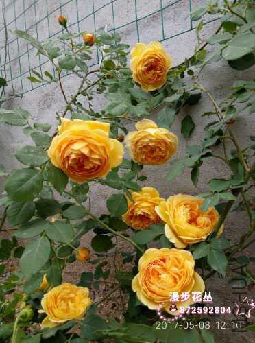 wssy_1494319767718.jpg