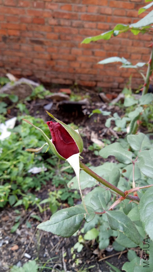 IMG20171014090722.jpg