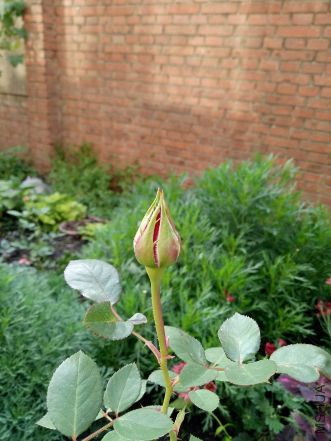 IMG20171014092514.jpg