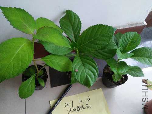 IMG20171016063947.jpg