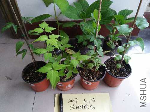 IMG20171016063918.jpg