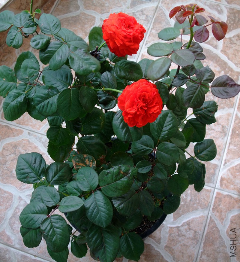 scrg (3)_����.jpg