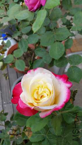 20170428_081811.jpg