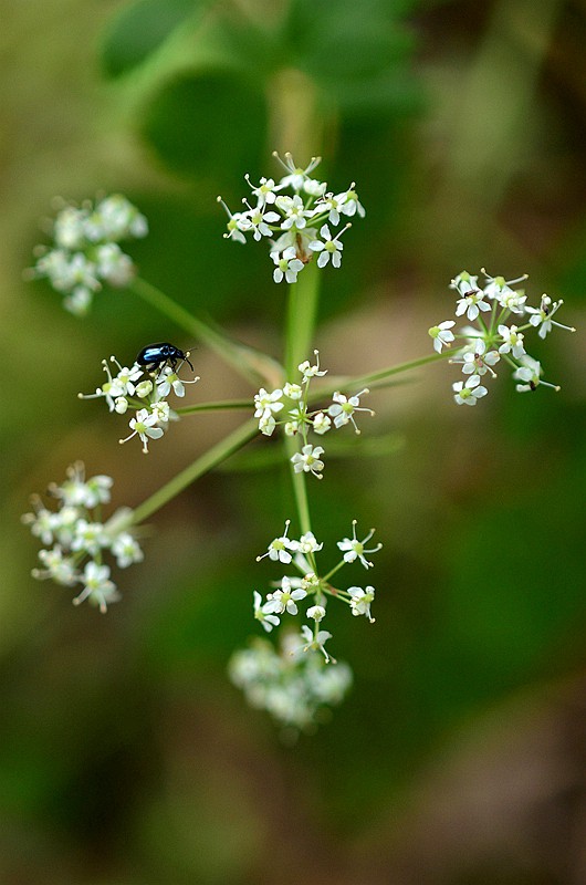 ɡ�ο�ɽ�� (2).JPG