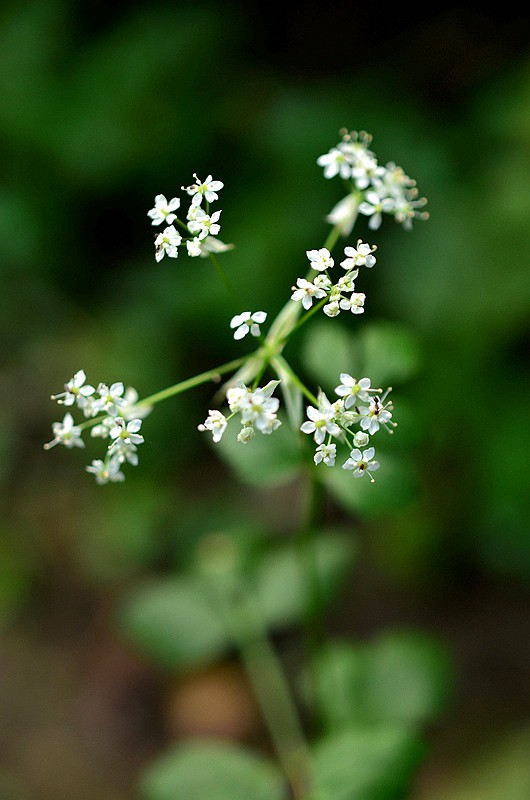 ɡ�ο�ɽ�� (1).JPG