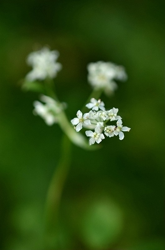 ɡ�ο�ɽ�� (3).JPG