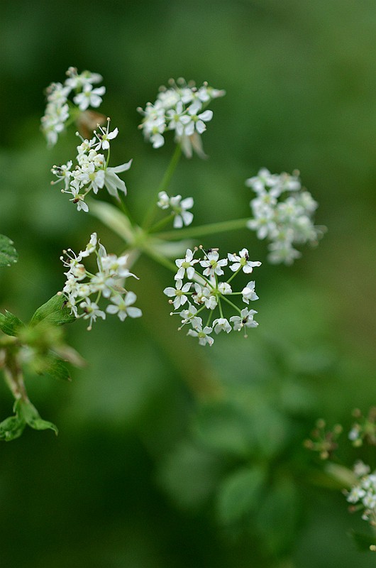 ɡ�ο�ɽ�� (4).JPG