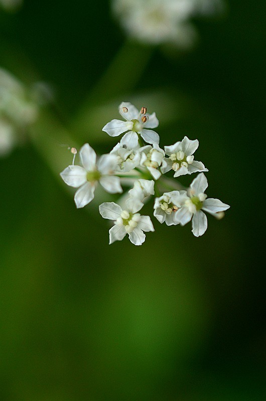 ɡ�ο�ɽ�� (5).JPG