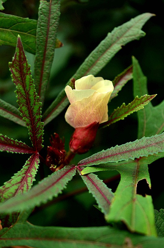 �����ƿ��Ȼƿ� (3).JPG