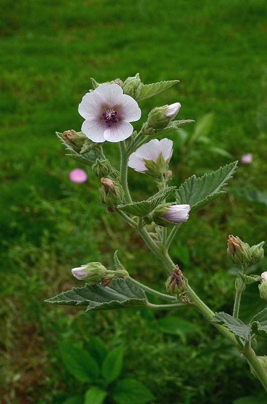 ������ҩ��� (1).JPG