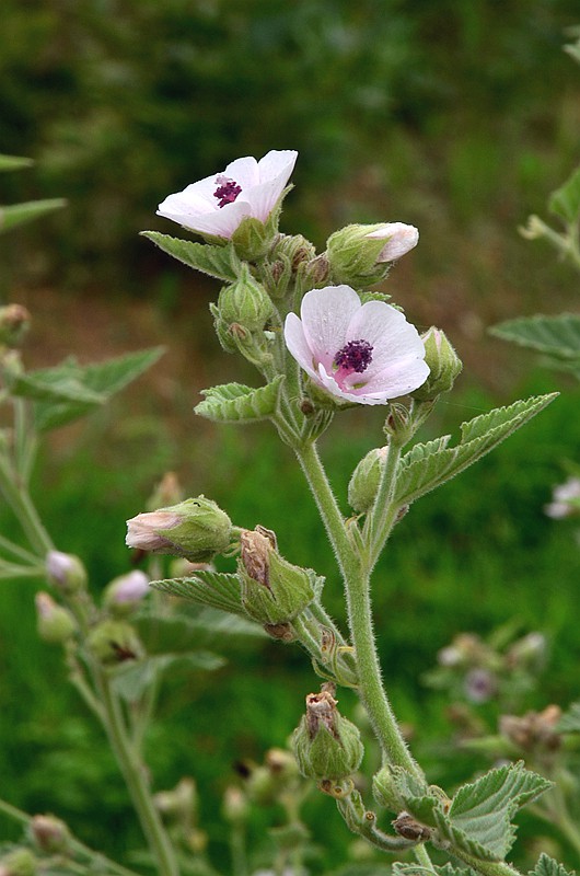 ������ҩ��� (3).JPG