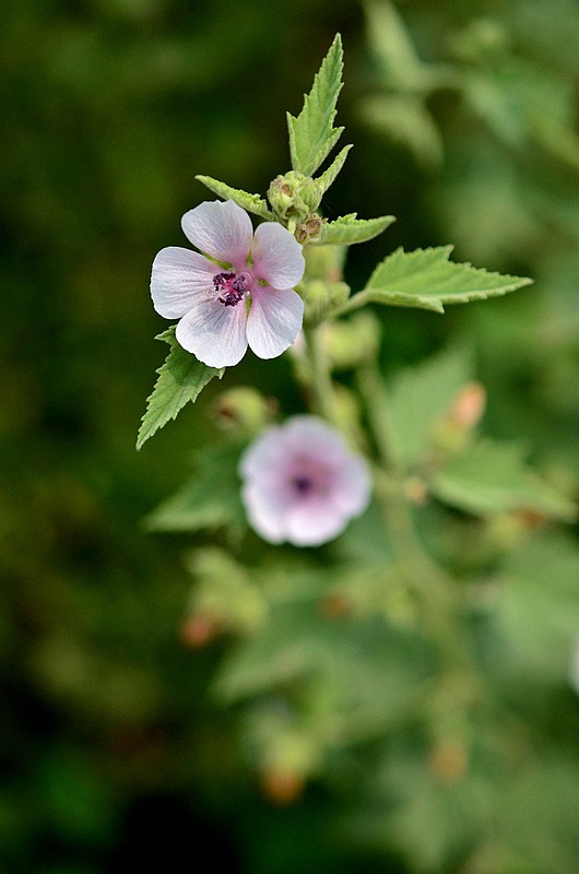 ������ҩ��� (4).JPG