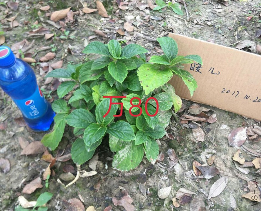 6892E6C4DE77A9AA4BC24DE3DCEF79B9.jpg