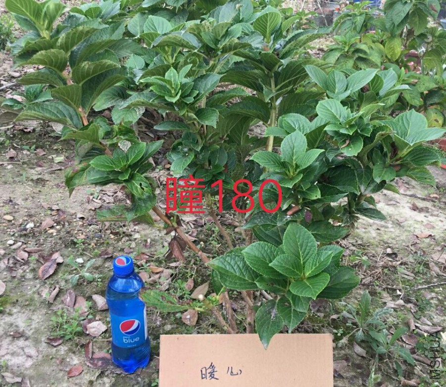 11441A8CB1C95877DB52A7E227C05B75.jpg