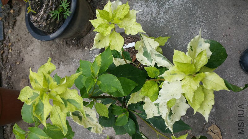20170719_092802.jpg