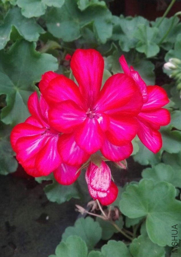 IMG_1182.PNG