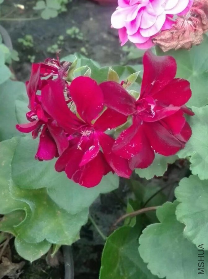 IMG_1183.PNG