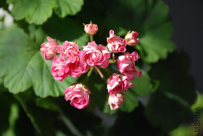 DSC_0398_����.jpg