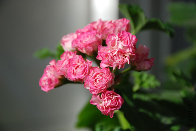 DSC_0405_����.jpg