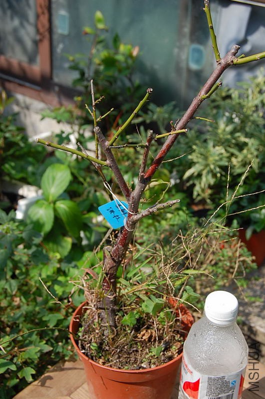 DSC_02610005.JPG