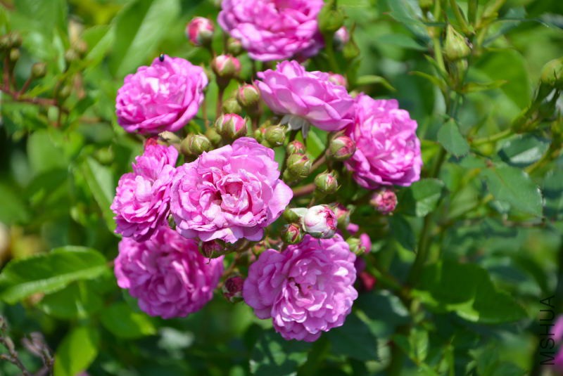 DSC_97070188.JPG