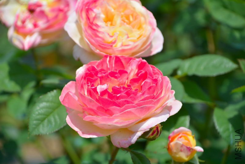 DSC_96860167.JPG