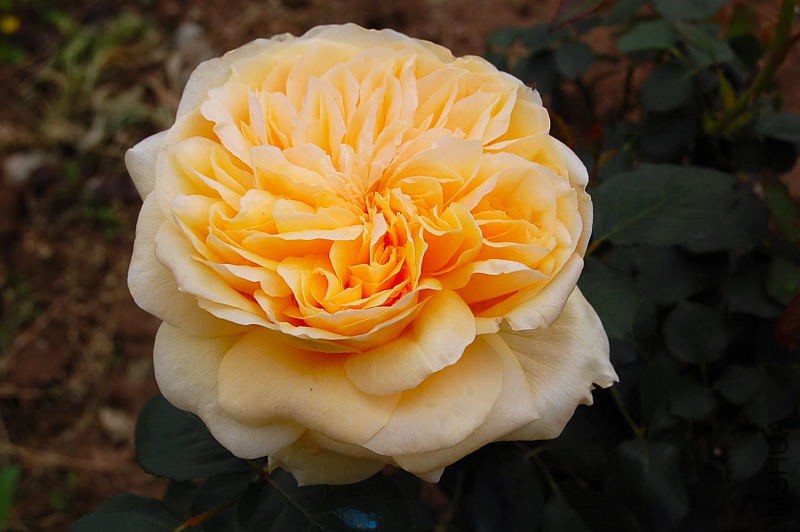 DSC_46000056.JPG