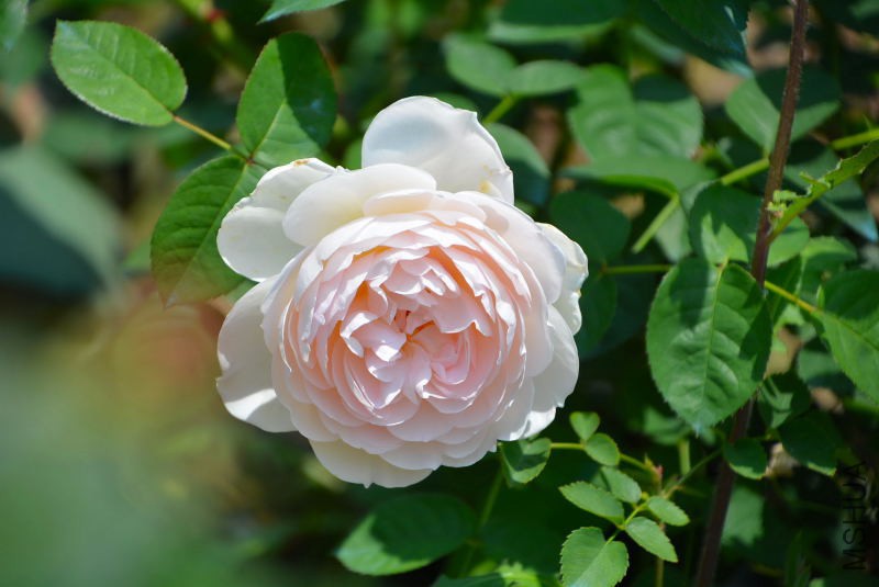 DSC_97340215.JPG