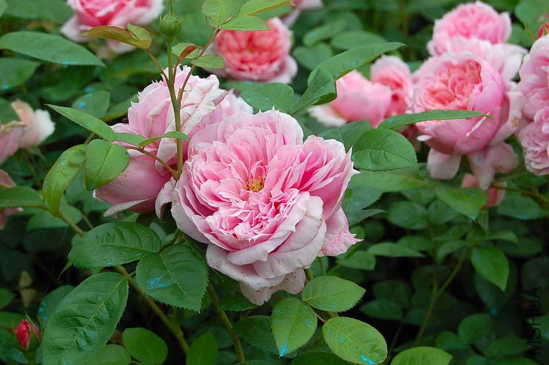 DSC_64100003.JPG