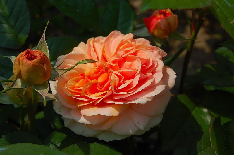 DSC_38540008.JPG