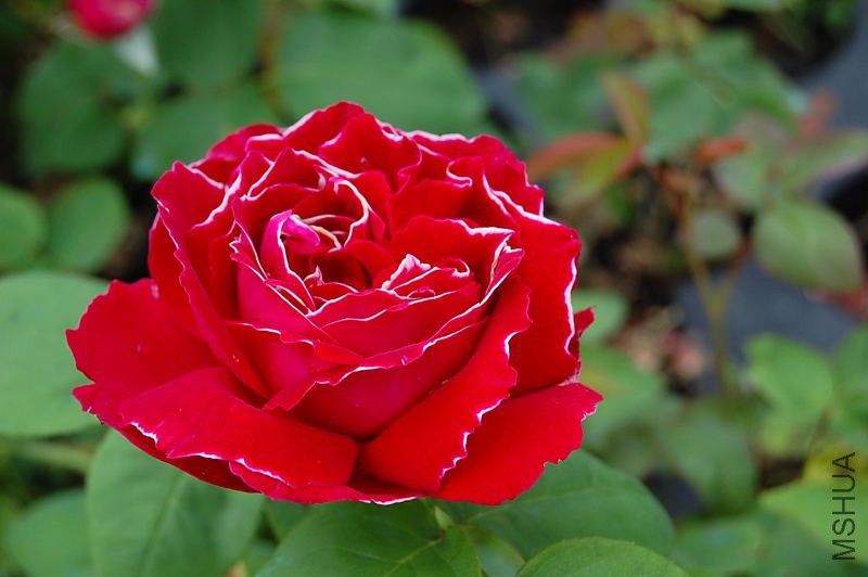 DSC_46260082.JPG