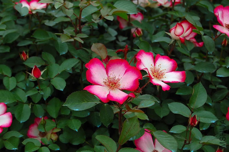 DSC_64190012.JPG