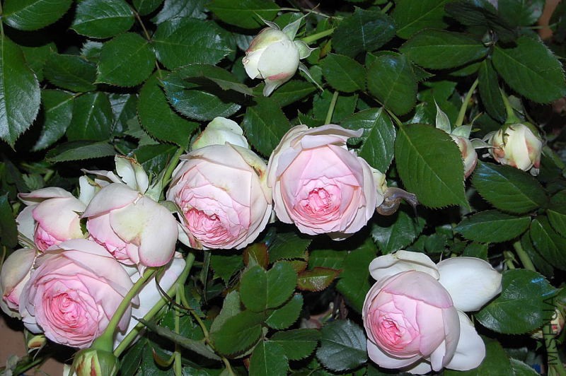 DSC_65520145.JPG