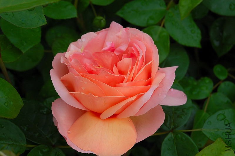DSC_45560012.JPG