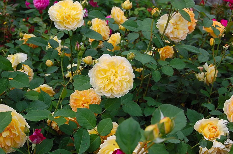DSC_57120056.JPG
