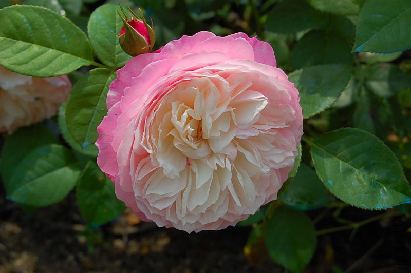 DSC_57750119.JPG