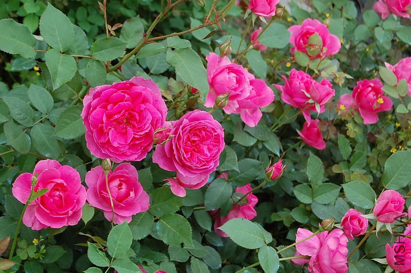 DSC_64480041.JPG