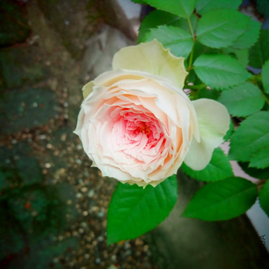 QQ��ͼ20171022184056.jpg