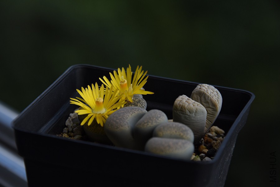 IMG_6687 - ����.jpg