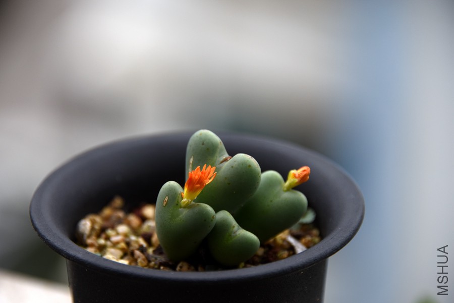 DSC_3089 - ����.jpg