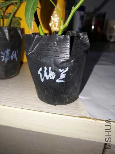IMG_20171023_201436.jpg