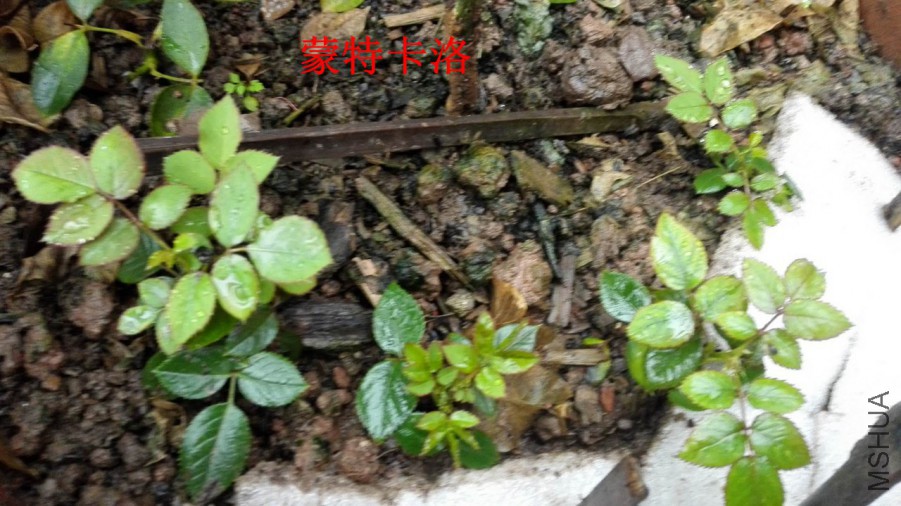 C01.jpg