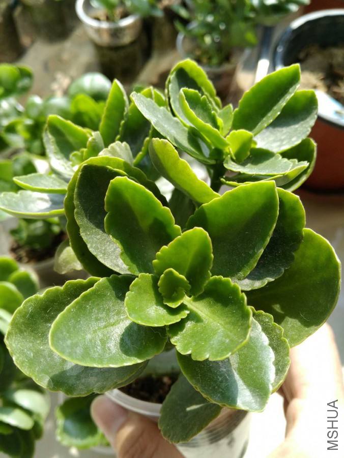 Ʒ��ϸ��
